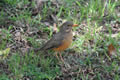 Kurrichane Thrush, Sabi Sand Game Reserve, &copy;Brian Jones